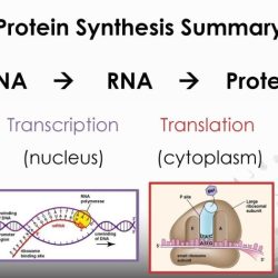 Transcription synthesis dna biology translations genetics math block mendelian mutations unmisravle rna gene truss db precision accuracy chessmuseum packet pairing