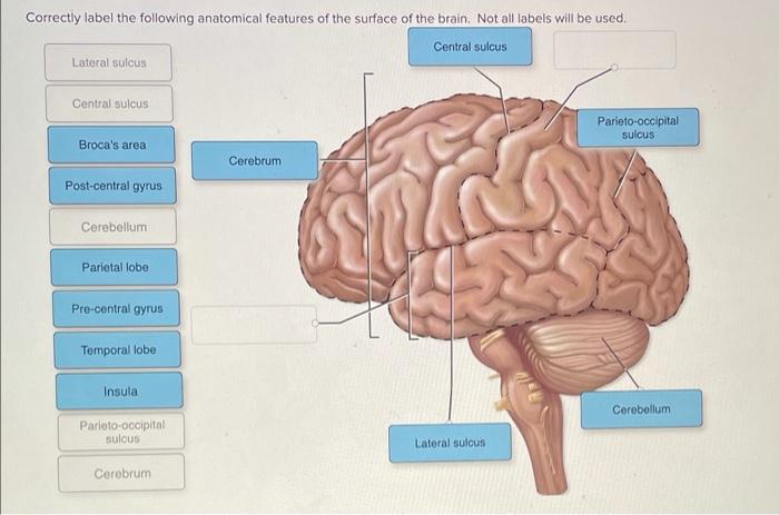 Correctly label the following anatomical features of the tongue