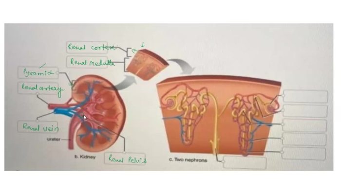 Anatomical correctly neuron transcribed